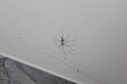 'Mix ingredient with water' and spray around 'to keep spiders out' during mating season