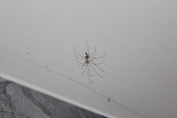 'Mix ingredient with water' and spray around 'to keep spiders out' during mating season