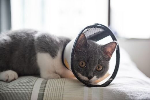 'Neighbourhood cat caused £3k injuries to our pet' – legal rights explained