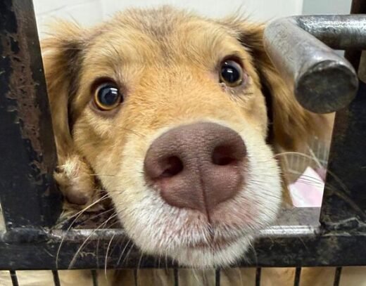 Heartbroken dog returned hours after adoption – he doesn't know what went wrong