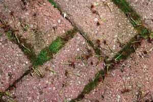 Not raking or iron sulphate – pesky moss will vanish with £3.89 Aldi gem