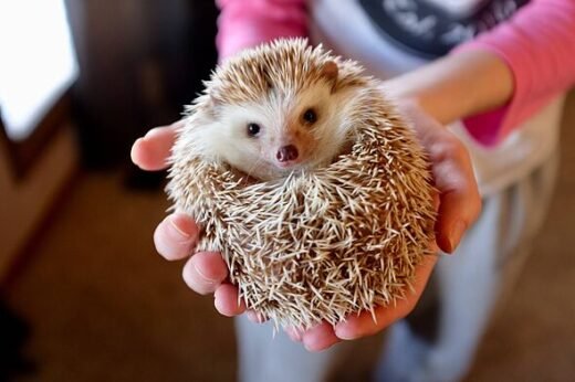 Hedgehogs will hibernate in your garden if you make small change