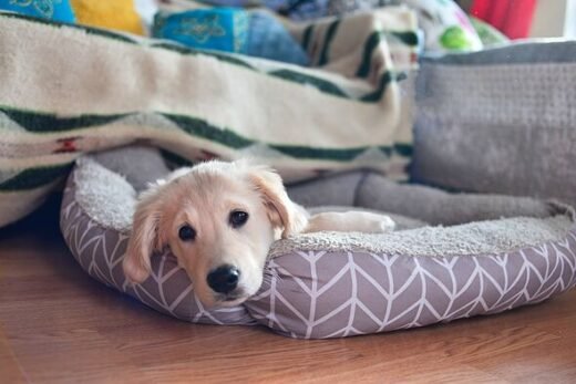 Your dog may show they truly love you while asleep – and it's adorable