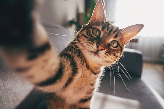 Common cat behaviour every owner has seen but few understand – not scratching