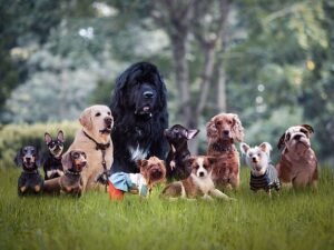 The most popular dog breeds in the UK for 2026 – full list