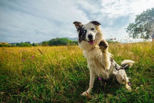 Vet's urgent warning to 15million dog owners in the UK