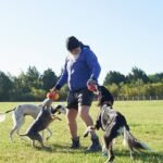 Dog trainer shares high-energy breed he 'wouldn't bring into family home'