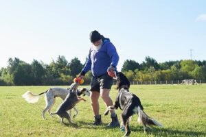 Dog trainer shares high-energy breed he 'wouldn't bring into family home'