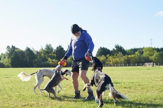 Dog trainer shares high-energy breed he 'wouldn't bring into family home'