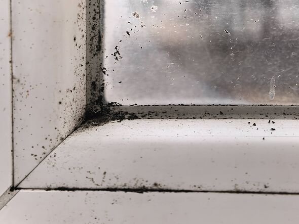 Use 1 free method to prevent mould in your home – not chemicals or sprays