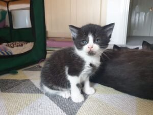 Cat born at Battersea and returned by owners until something amazing happens