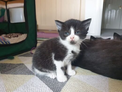 Cat born at Battersea and returned by owners until something amazing happens