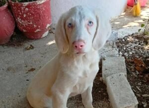 Albino puppy needs new home but everyone thinks he's 'too different'