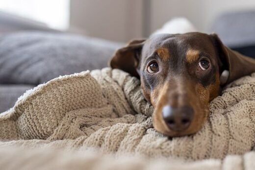 7 'low maintenance' dogs that every busy pet lover should own