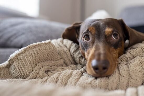 7 'low maintenance' dogs that every busy pet lover should own