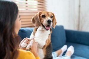 Dog owners warned of £500 fine after moving house – ‘don’t forget 1 small job’