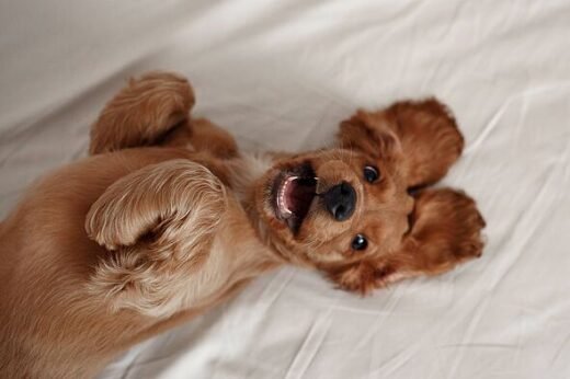 Adorable reason you feel urge to smother cute cats and dogs with kisses