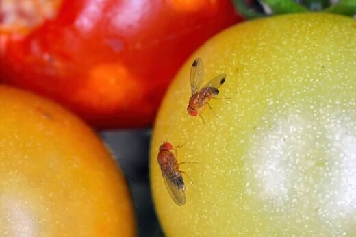 Avoid kitchen mistake known to attract fruit flies inside homes in autumn