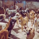 Vet shares 5 dog breeds she would never own – including 'beautiful' pet