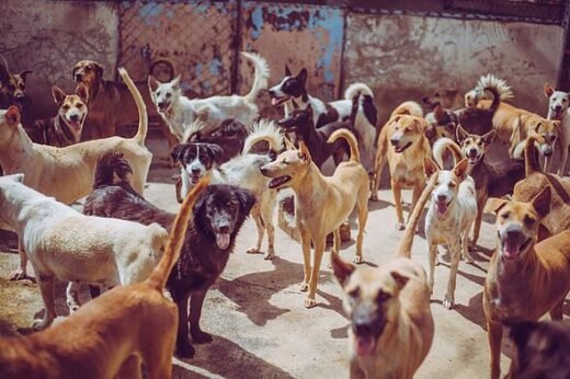 Vet shares 5 dog breeds she would never own – including 'beautiful' pet