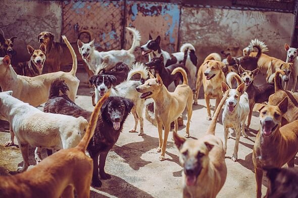 Vet shares 5 dog breeds she would never own – including 'beautiful' pet