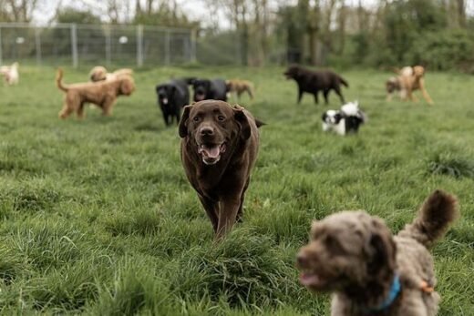Dog expert ends debate on seven breeds that could ‘destroy your life’