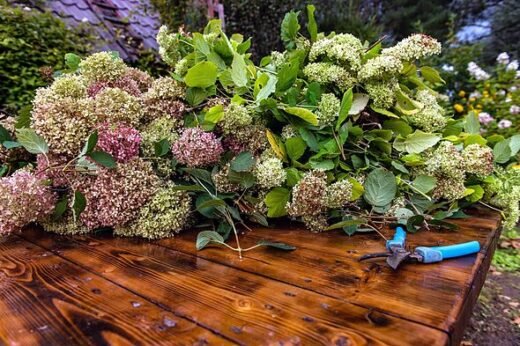 My neighbour cut down my beautiful hydrangeas while I was away — I’m devastated