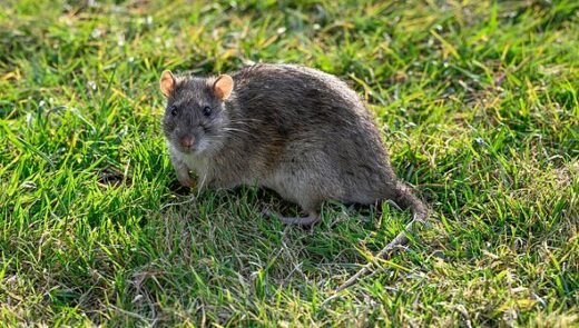 Rats will stop invading gardens if you sprinkle 35p ingredient over lawns