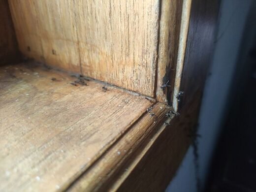 Sprinkle 85p ingredient around doorways stops ants invading homes