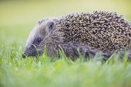 RSPCA warns 'never do this' when hedgehogs visit your garden
