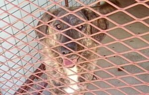 Animal rescue so overcrowded they're throwing dog on street in next few hours