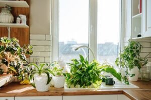 3 low-maintenance houseplants to fight damp and mould in autumn