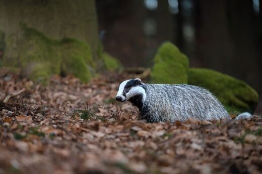 Badgers will visit your garden if you leave out 1 item in October