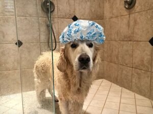 Golden retriever greets intruder with favourite toy then welcomes police