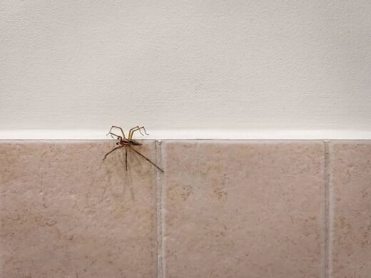 One simple item will 'spider-proof' your doors and windows all winter