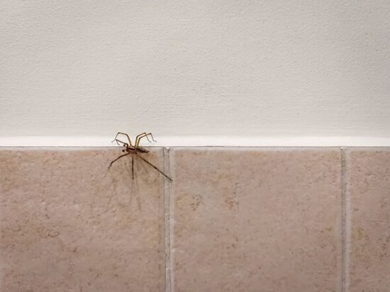 One simple item will 'spider-proof' your doors and windows all winter