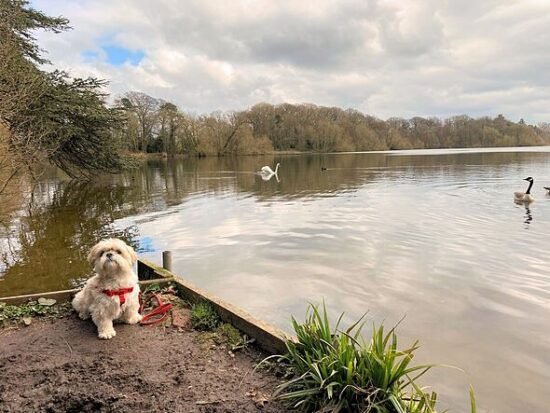 Important advice issued to anyone planning to walk dog near pond or river