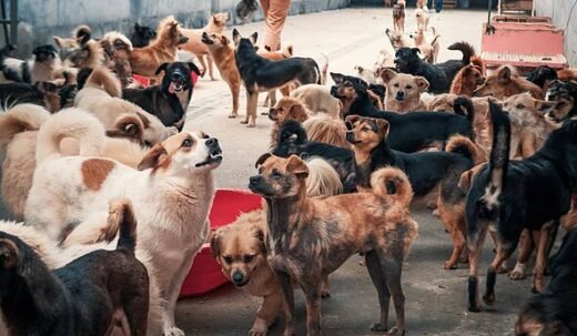 Vet settles debate on 5 best dog breeds with one 'always devoted to owners'