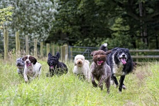 Owners of 8 dog breeds told to watch out this autumn for health condition
