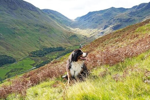 The 10 UK areas where dogs live ‘longer, healthier and happier lives’