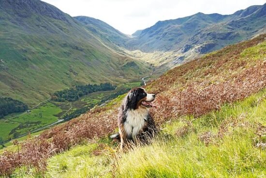 The 10 UK areas where dogs live ‘longer, healthier and happier lives’