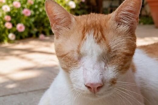 Kitten with no eyes rejected by 22,000 people because he's too ugly