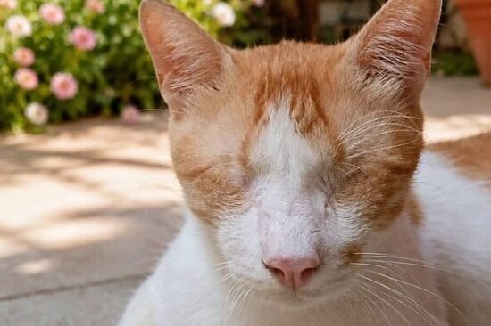 Kitten with no eyes rejected by 22,000 people because he's too ugly