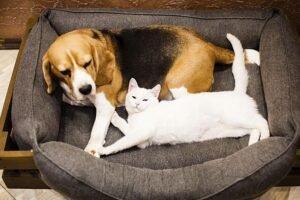 Cat and dog owners told 'contact your vet now' – key date approaching