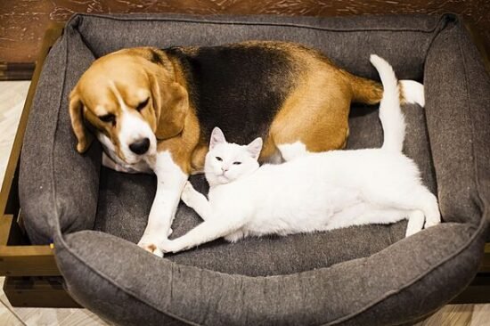 Cat and dog owners told 'contact your vet now' – key date approaching