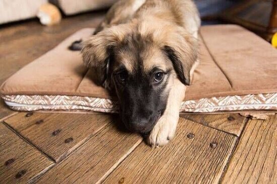 No one can get over the results when Retriever and German Shepherd have puppies