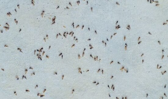 One simple garden trick can help banish fruit flies – and you already have what you need
