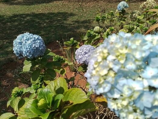 Gardeners warns against common hydrangea mistake in September
