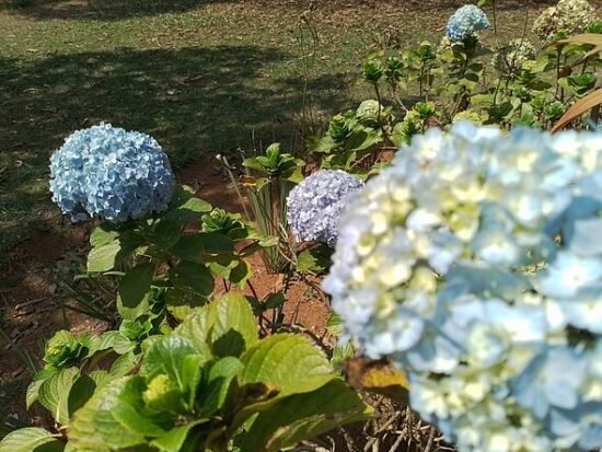 Gardeners warns against common hydrangea mistake in September