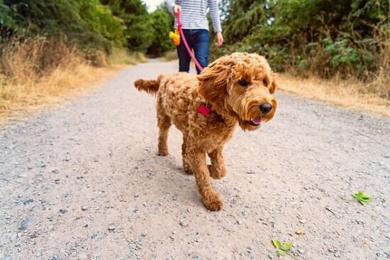 Vet warns all dog owners to do one task after this weekend's full moon